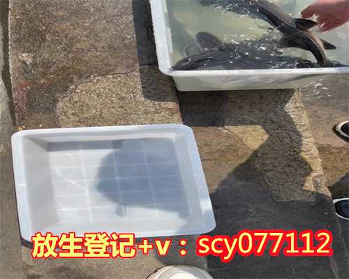 上海昆虫去哪里放生，上海龙华寺放生池