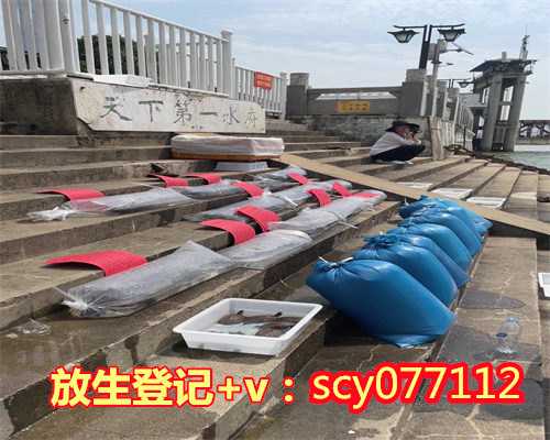 上海放生鸭子，上海东林寺今日起对外开放