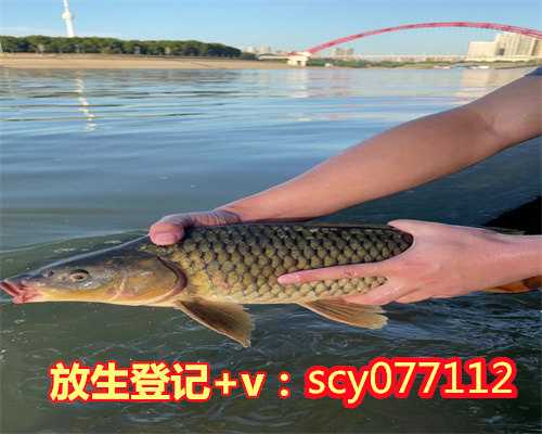 上海哪里可以放生蛙的，上海寺庙导游词