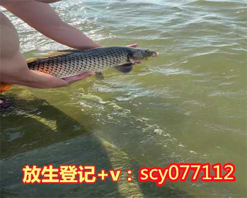 上海哪里可以放生兔子，上海松上海林禅寺