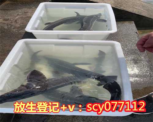 上海哪里适合放生鹌鹑，上海寺庙史话