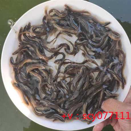 上海,水库可以代放生吗,野生甲鱼放生好还是吃好